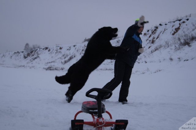 Фото: ньюфаундленд Плюшевая Панда Удивительная Кейт (Plushevaya Panda Udivitelnaja Kejt)