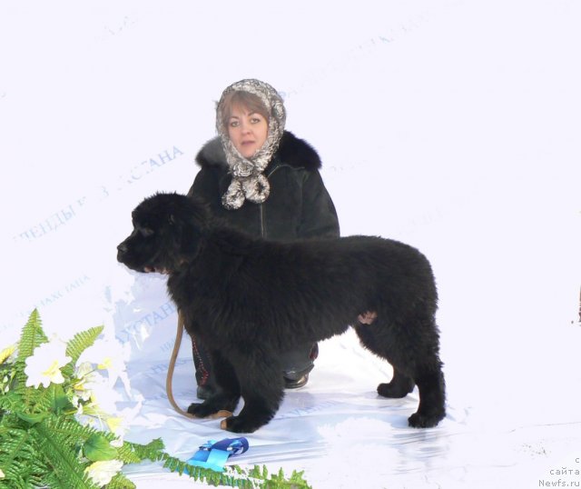 Фото: ньюфаундленд Вом Ватерфалл Лэнд Аю Даг (Vom Waterfall Land Ay Dag), Наталья Павлюк