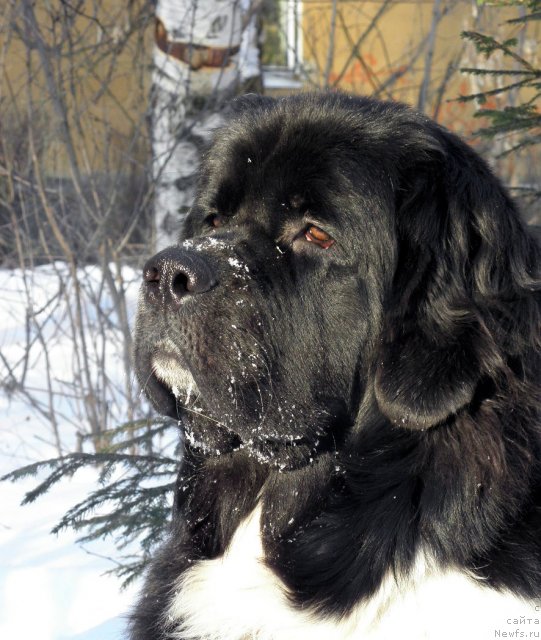 Фото: ньюфаундленд Старбимовлав Гардемарин