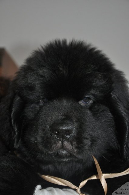 Фотография № 86090