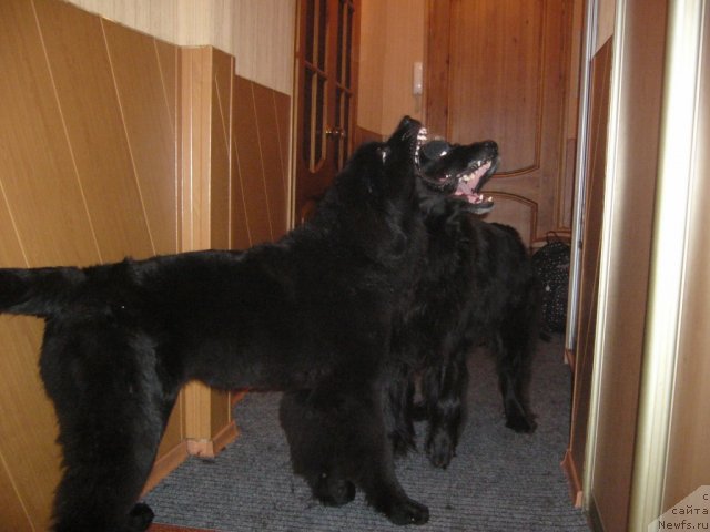 Фото: ньюфаундленд Абигаль Бомонд, ньюфаундленд Питерньюф Нота Бене (Piternyuf Nota Bene)