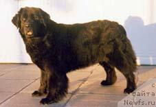 Фото: ньюфаундленд Панда Спейс Селен