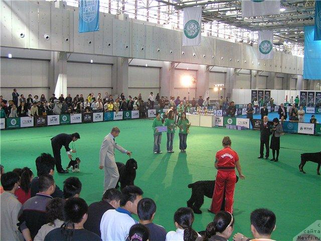 Фото: ньюфаундленд Его Высочество от Сибирского Медведя (Ego Vysochestvo ot Sibirskogo Medvedja)