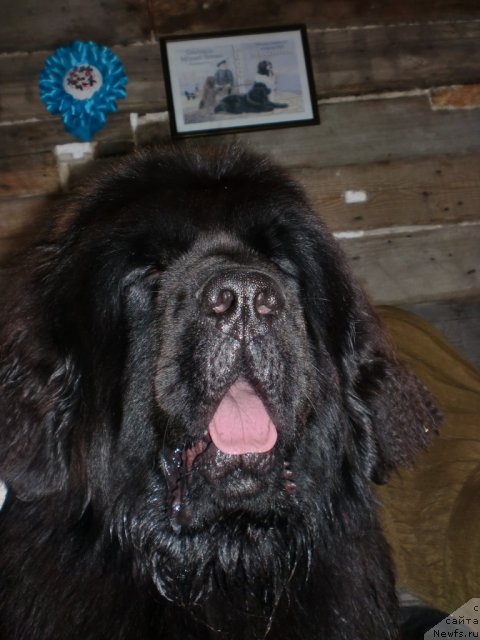 Фото: ньюфаундленд Их Высочество Гиацинта Бриз