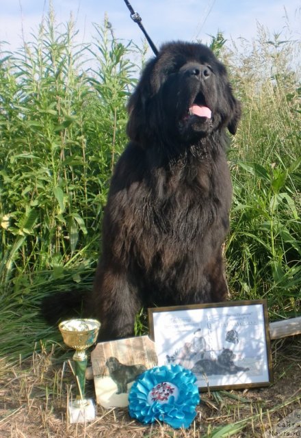 Фото: ньюфаундленд Их Высочество Гиацинта Бриз