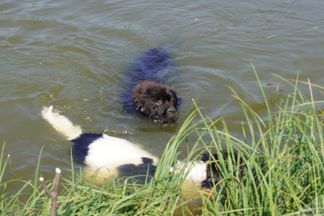 Фото: ньюфаундленд Их Высочество Гиацинта Бриз, ландзеер-Бэкки с Отмарова