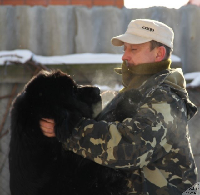 Фото: ньюфаундленд Бегущая по Волнам Хаста ла Виста (Beguschaya po Volnam Hasta la Vista)