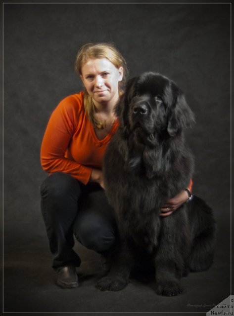 Фото: ньюфаундленд Уютная Долина Бьютифул Стар Фаворит, Екатерина Силина