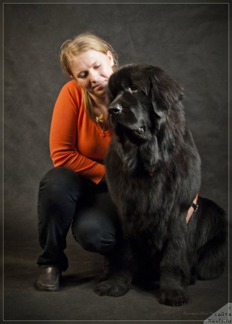 Фото: Екатерина Силина, ньюфаундленд Уютная Долина Бьютифул Стар Фаворит