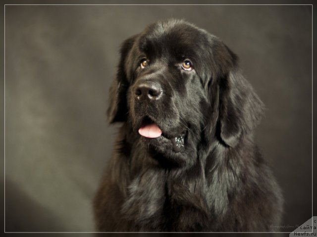 Фото: ньюфаундленд Уютная Долина Бьютифул Стар Фаворит