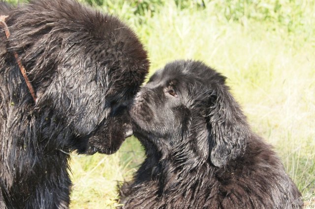 Фото: ньюфаундленд Их Высочество Гиацинта Бриз, ньюфаундленд Их Высочество Баттерфляй Блэк Омелия