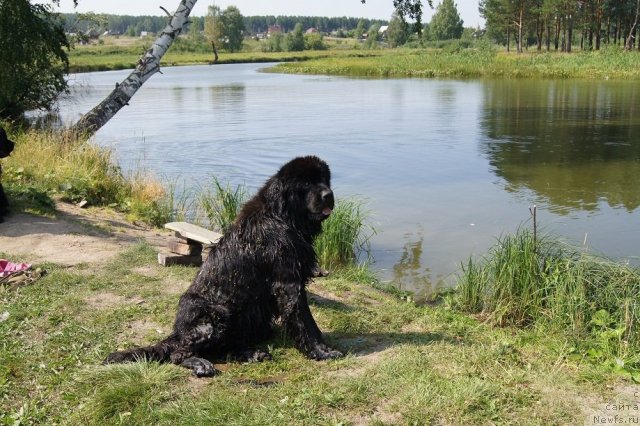 Фото: ньюфаундленд Их Высочество Гиацинта Бриз