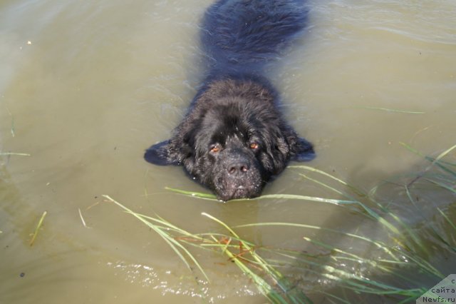 Фото: ньюфаундленд Их Высочество Баттерфляй Блэк Омелия
