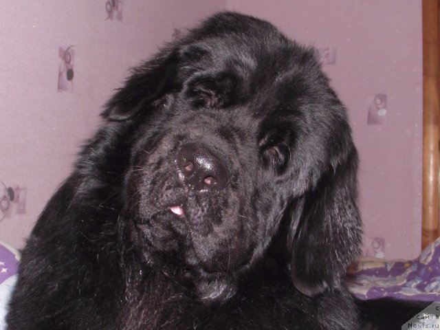 Фотография № 86142