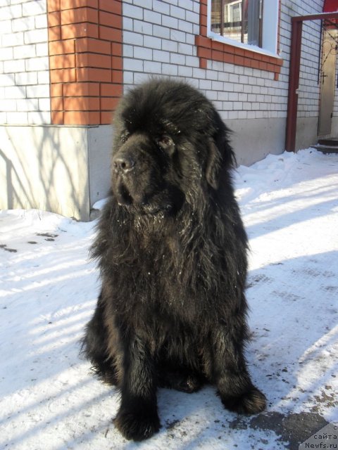 Фото: ньюфаундленд Сент Джонс Убертино (Sent Djons Ubertino)