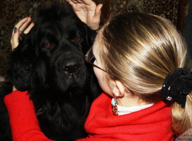 Фото: ньюфаундленд Глория Гранд Блек, и Наташа.