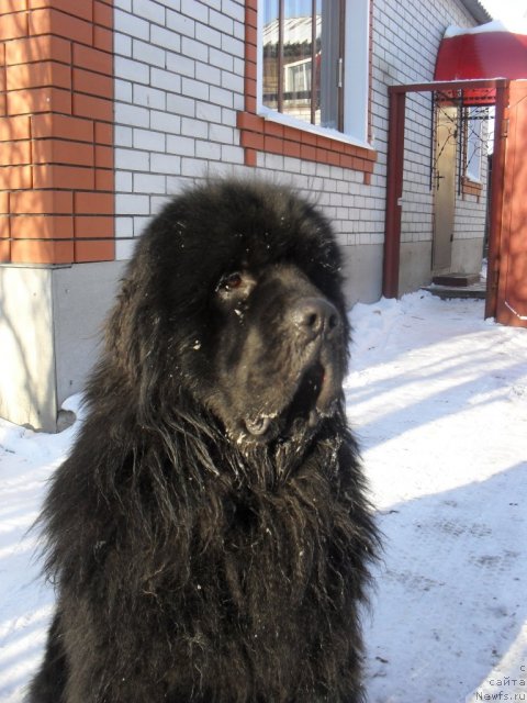 Фото: ньюфаундленд Сент Джонс Убертино (Sent Djons Ubertino)