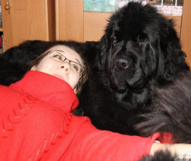 Фото: ньюфаундленд Fortuna of Giant's Island, и Наташа