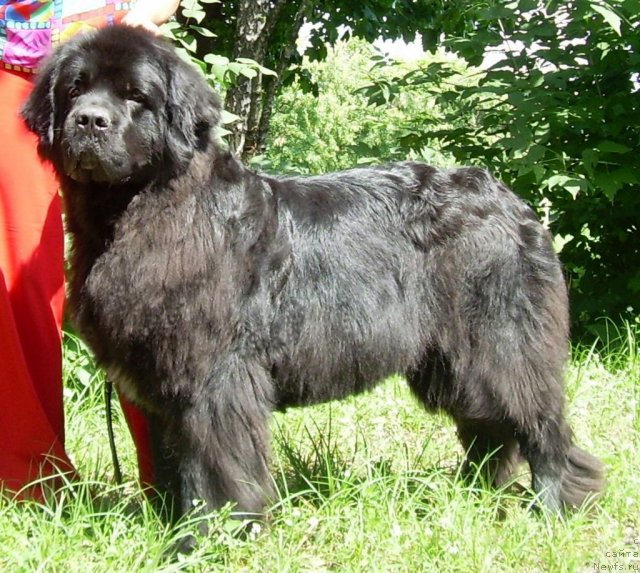 Фото: ньюфаундленд Марьяна Большой Малыш (Maryana Bolshoj Malysh)