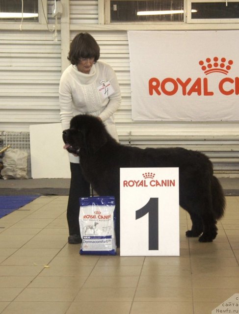 Фото: ньюфаундленд Смигар Гордон-Феллоу (Smigar Gordon Fellow)