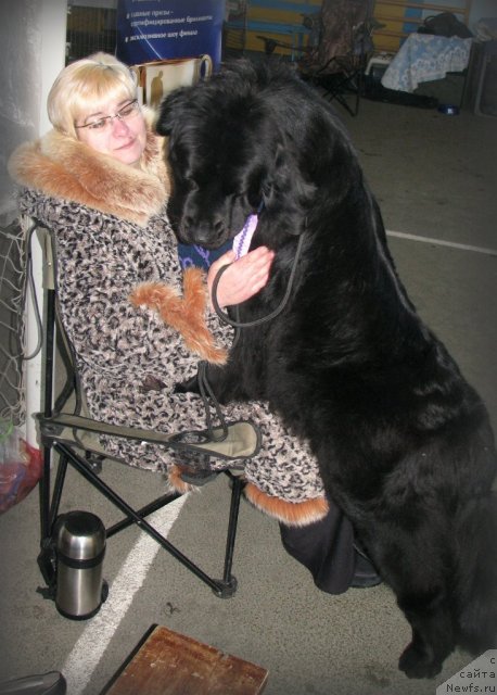 Фото: Ольга Портнякова, ньюфаундленд Чудная Красавица