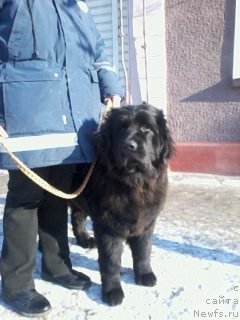 Фото: ньюфаундленд З'Грейс Энд Бьюти