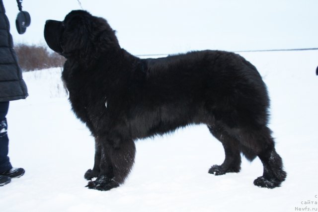 Фото: ньюфаундленд Бегущая по Волнам Зеро Коол