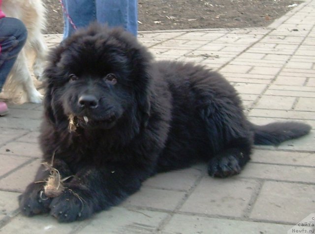 Фото: ньюфаундленд Velyke Malyatko Ruta Plavuсha Vedmedytsуa