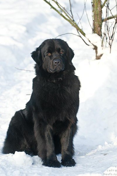 Фотография № 86233