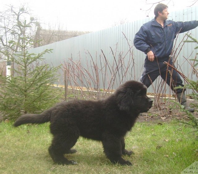 Фото: ньюфаундленд Velyke Malyatko Ranok Udaсhi