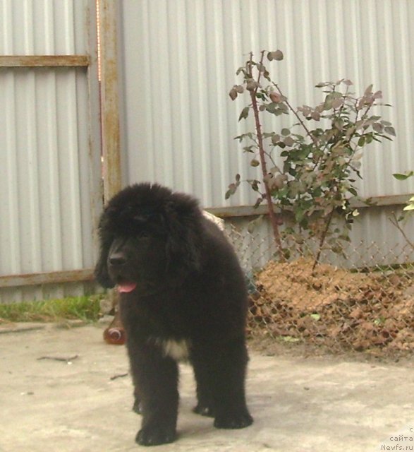 Фото: ньюфаундленд Velyke Malyatko Ranok Udaсhi