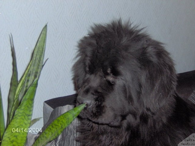 Фото: ньюфаундленд Топтыжка Николетта