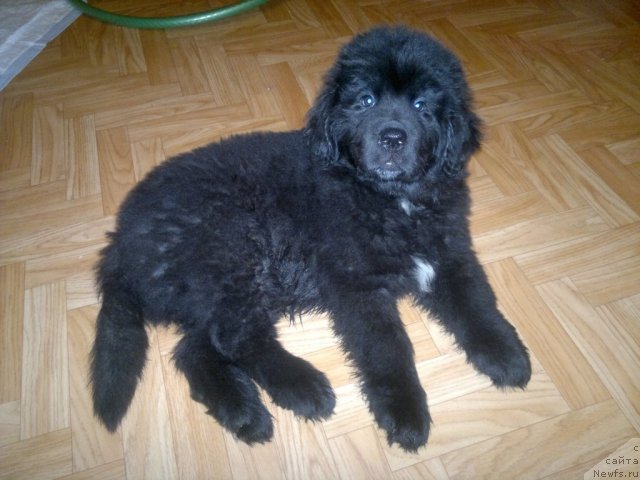 Фото: ньюфаундленд Сент Джонс Юкатан