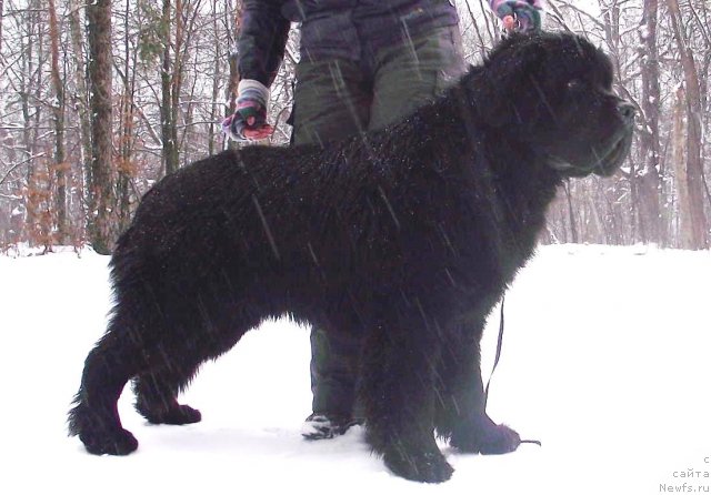 Фото: ньюфаундленд Бегущая по Волнам Зодиак (Beguschaya po Volnam Zodiak)
