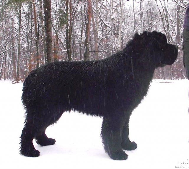 Фото: ньюфаундленд Бегущая по Волнам Зодиак (Beguschaya po Volnam Zodiak)