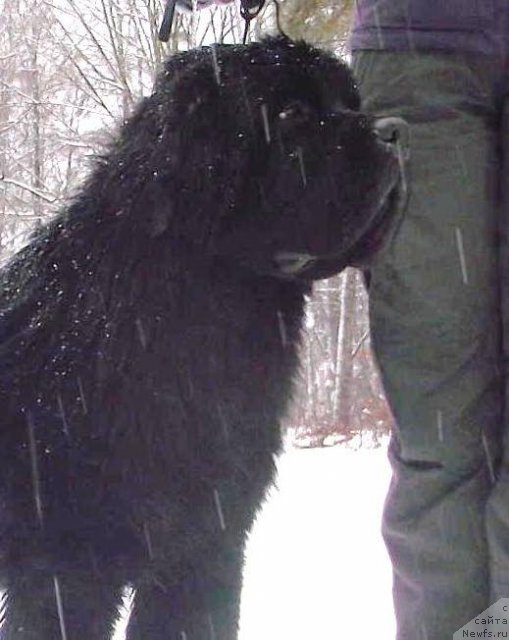 Фото: ньюфаундленд Бегущая по Волнам Зодиак (Beguschaya po Volnam Zodiak)