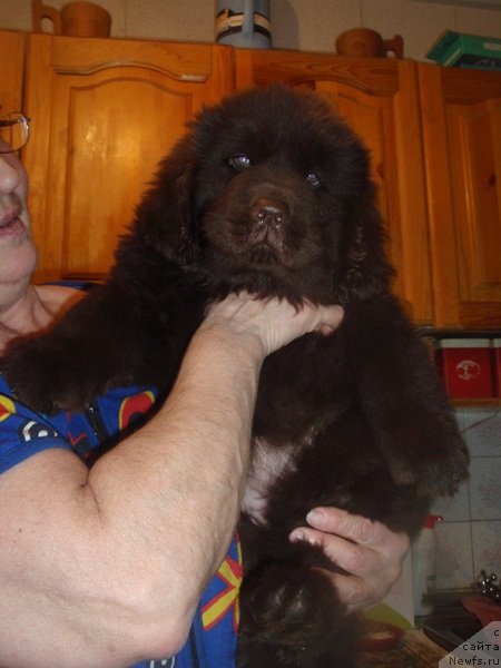 Фото: ньюфаундленд Ньюфорт Перис Хилтон