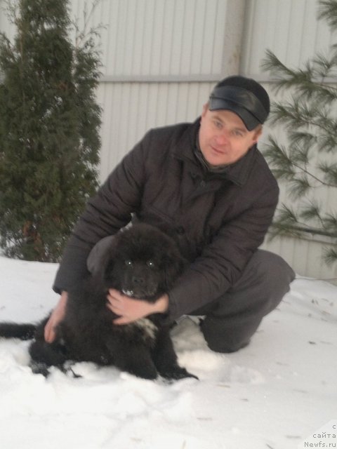 Фото: ньюфаундленд Сент Джонс Юкатан, Андрей Михайловский 