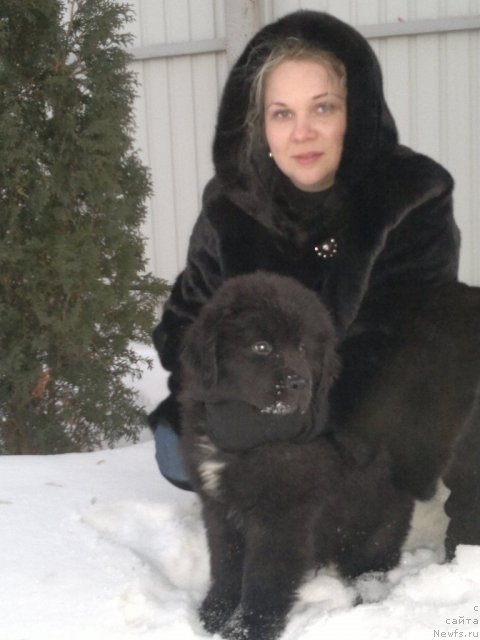 Фото: ньюфаундленд Сент Джонс Юкатан