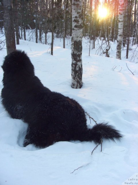 Фото: ньюфаундленд Барышня