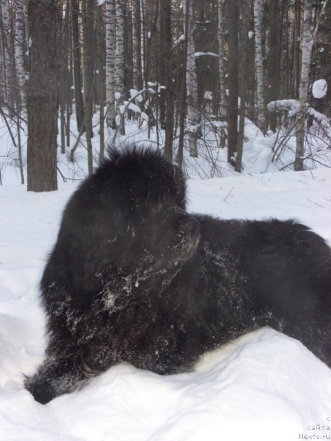 Фото: ньюфаундленд Анджел Викториус