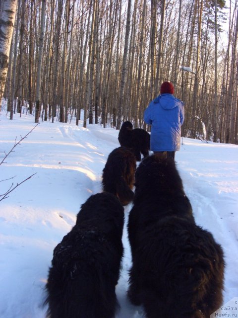 Фото: ньюфаундленд Акин Соул София, ньюфаундленд Лесная Сказка Лунная Соната, ньюфаундленд Анджел Викториус, ньюфаундленд Барышня, Галия Гизатуллина