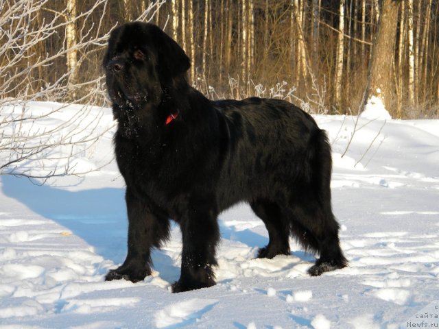 Фотография № 86278