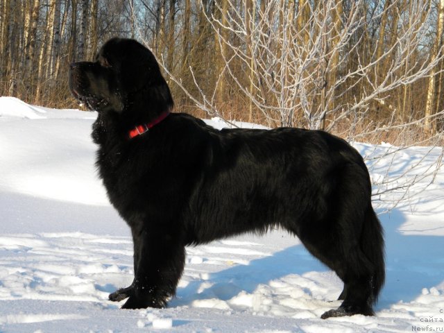 Фото: ньюфаундленд Акватория Келвин Кадриль (Aquatoriya Kelvin Kadril)