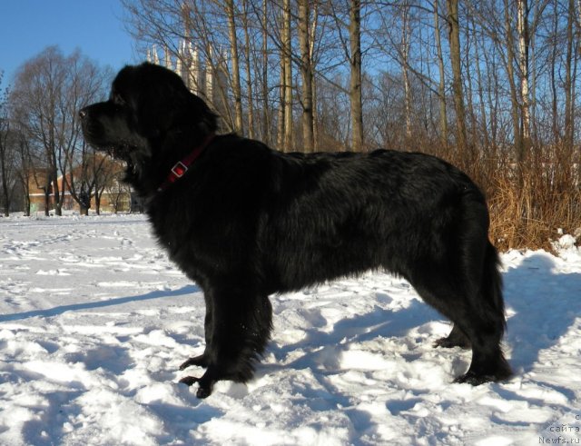 Фото: ньюфаундленд Акватория Келвин Кадриль (Aquatoriya Kelvin Kadril)