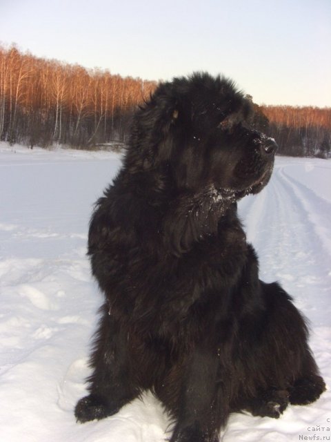 Фото: ньюфаундленд Акин Соул София