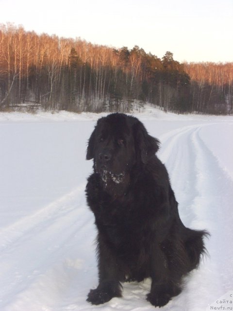 Фото: ньюфаундленд Лесная Сказка Лунная Соната