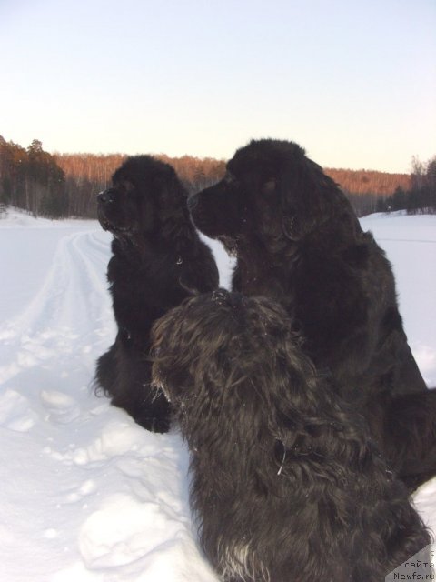 Фото: ньюфаундленд Акин Соул София, ньюфаундленд Лесная Сказка Лунная Соната