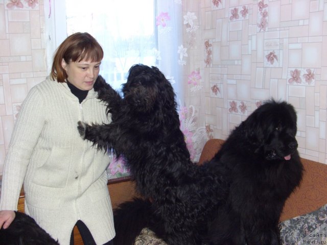 Фото: ньюфаундленд Барышня, Лиля и Фрося