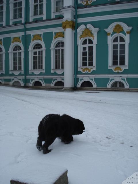 Фото: ньюфаундленд Талула Белл (Talula Bell)